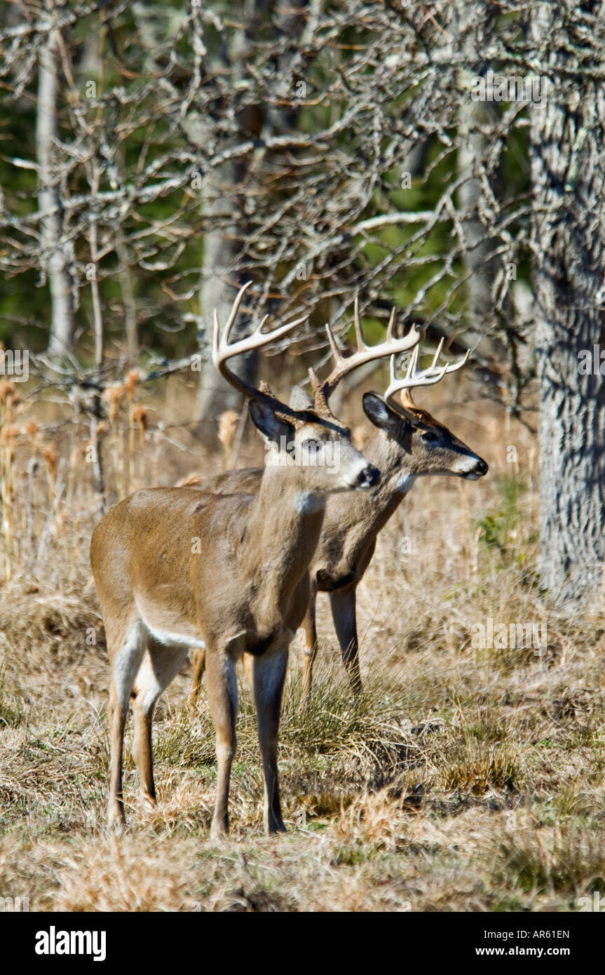 Two Alert White-tailed Deer Odocoileus virginianus Bucks Cades Cove Great Smokey Mountains National Park Tennesee Stock Photo