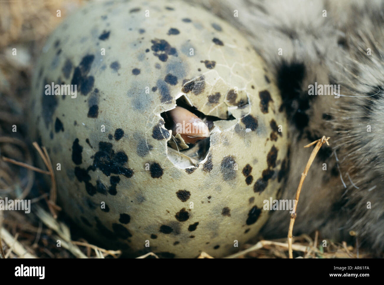 Herring Gull Larus argentatus chick hatching from egg Scotland summer