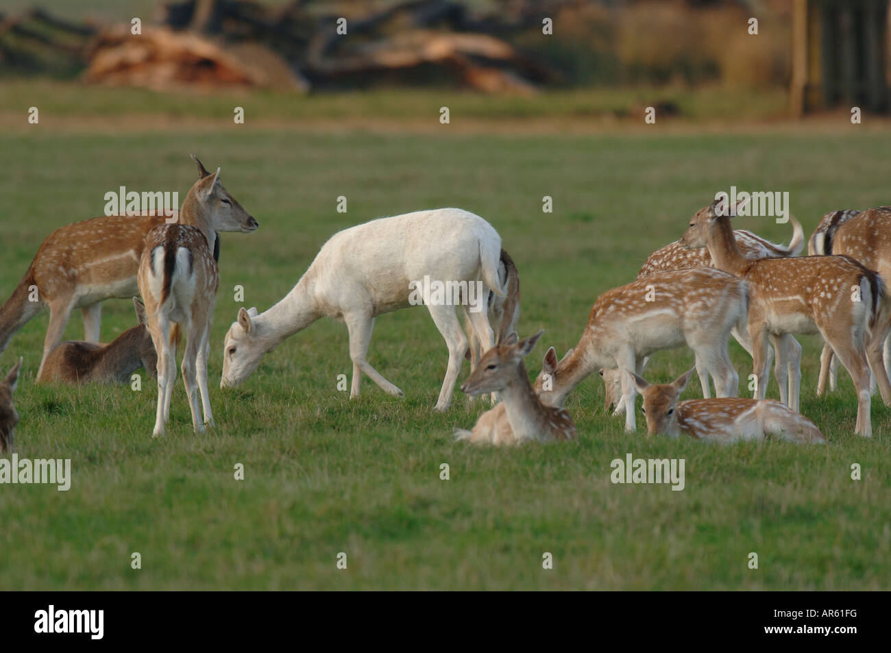 Albino animal hi-res stock photography and images - Alamy