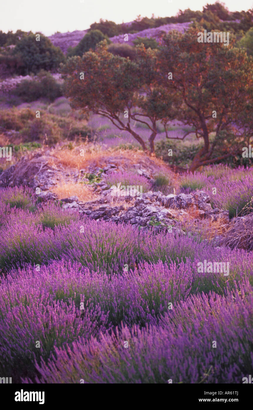 Croatian Lavender High Resolution Stock Photography and Images Alamy