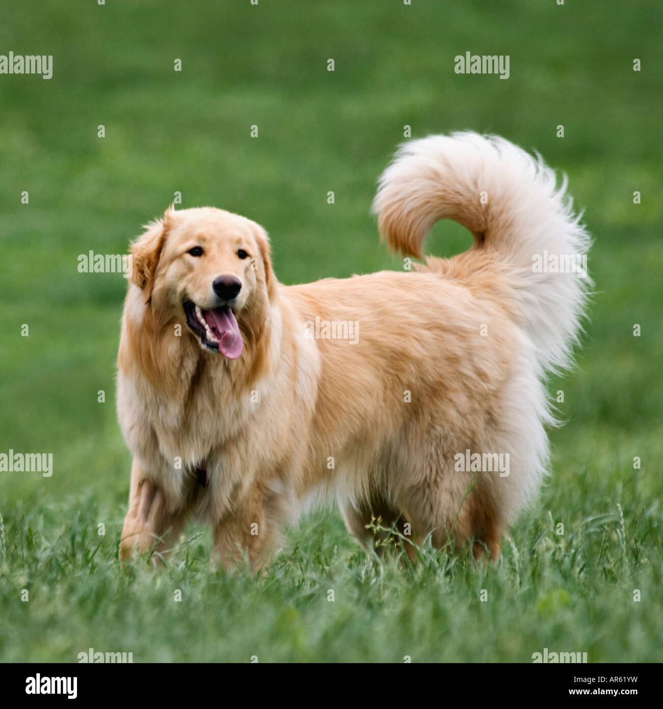Golden Retriever Standing in Grass Stock Photo Alamy