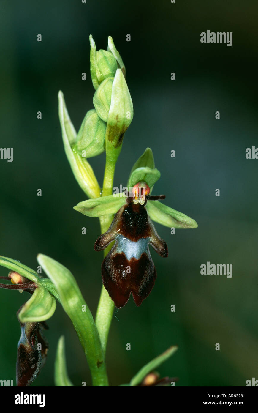 Fly Orchid UK Stock Photo