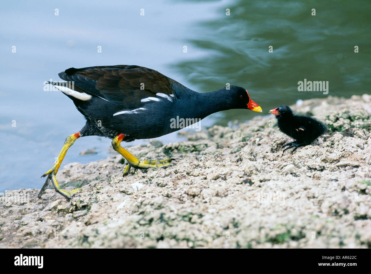 Moorhen Gallinula chloropus adult feeding chick Slimbridge Gloucestershire UK spring Stock Photo