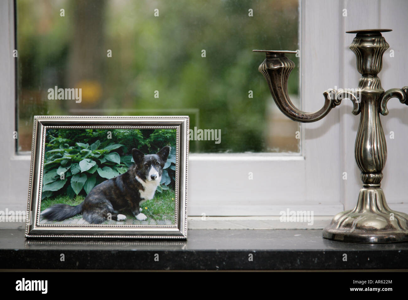 Framed picture of dog in windowsill Slight reflections of silver frame in window glass Stock Photo