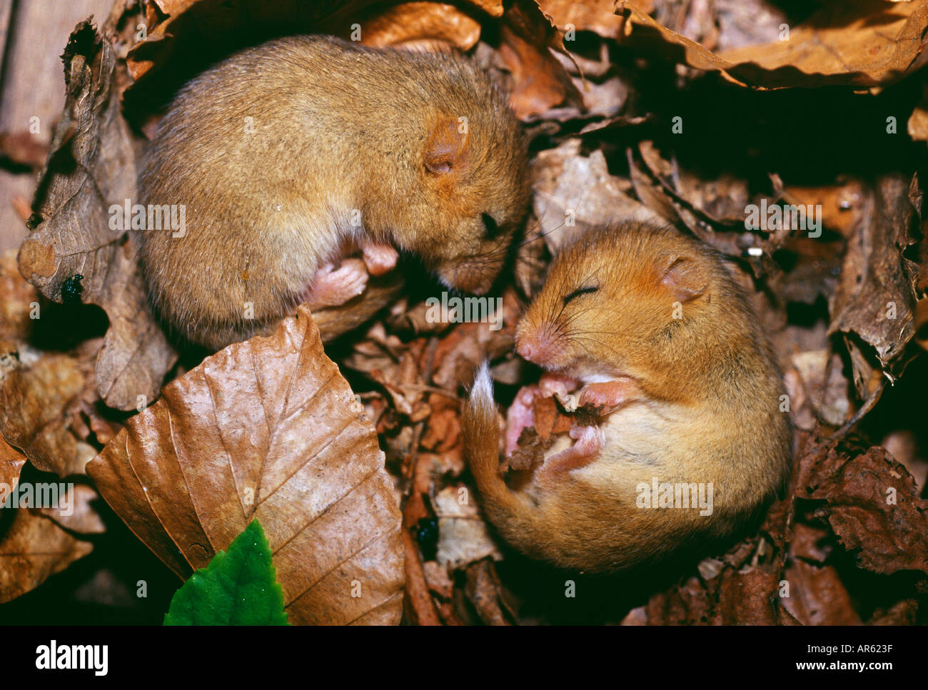 Dormouse Muscardinus avellanarius pair asleep in nest Kent UK Stock Photo