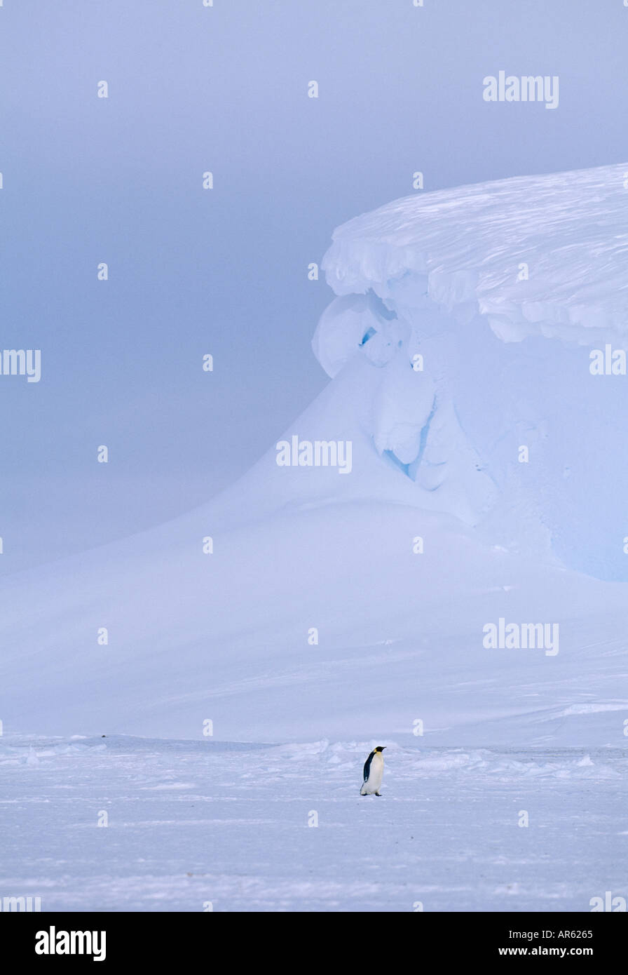 Emperor Penguin Aptenodytes forsteri lone adult returning to colony across sea ice of Weddell Sea Antarctica November Stock Photo