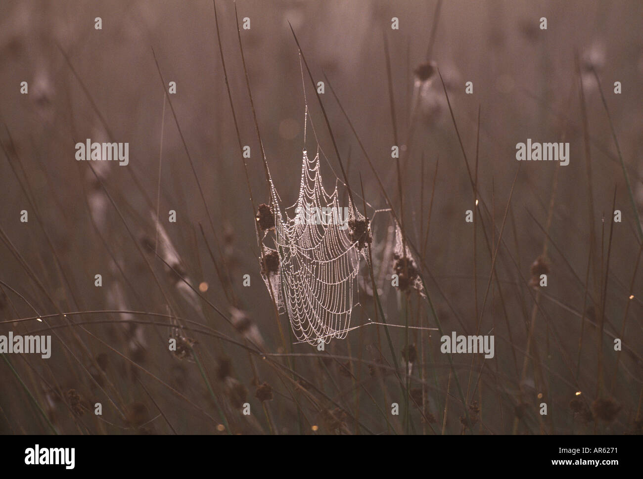 Spiders web covered in dew drops dawn autumn uk Stock Photo