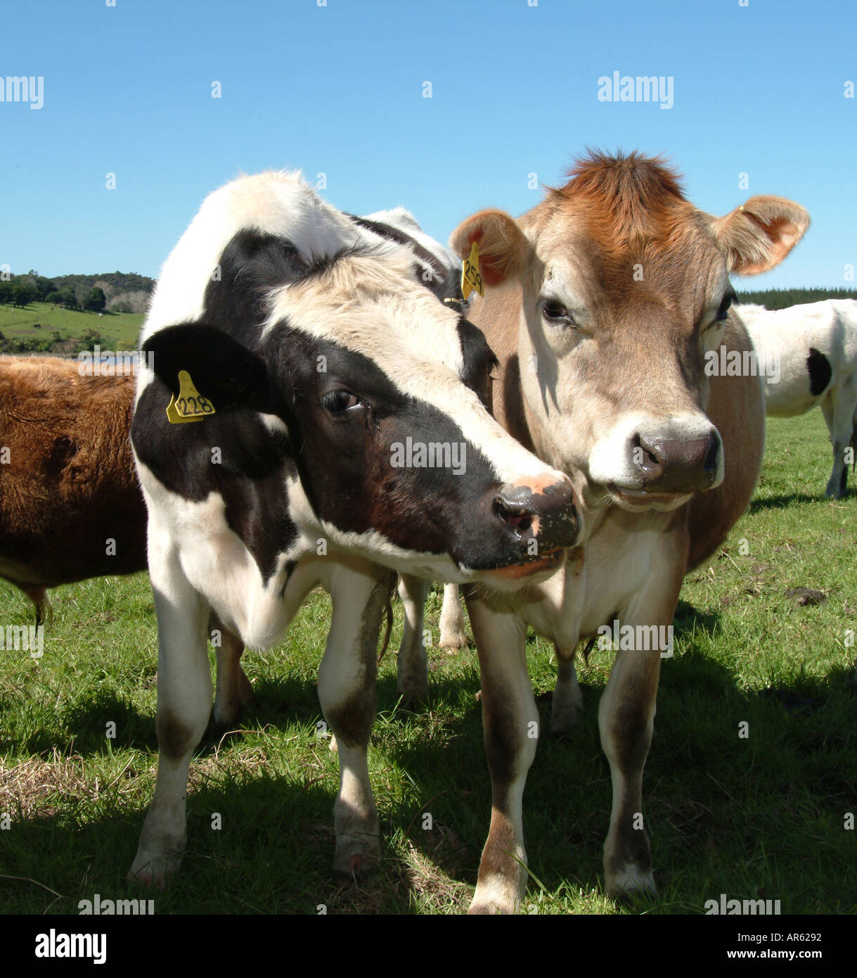 Two cows in New Zealand paddock Stock Photo Alamy