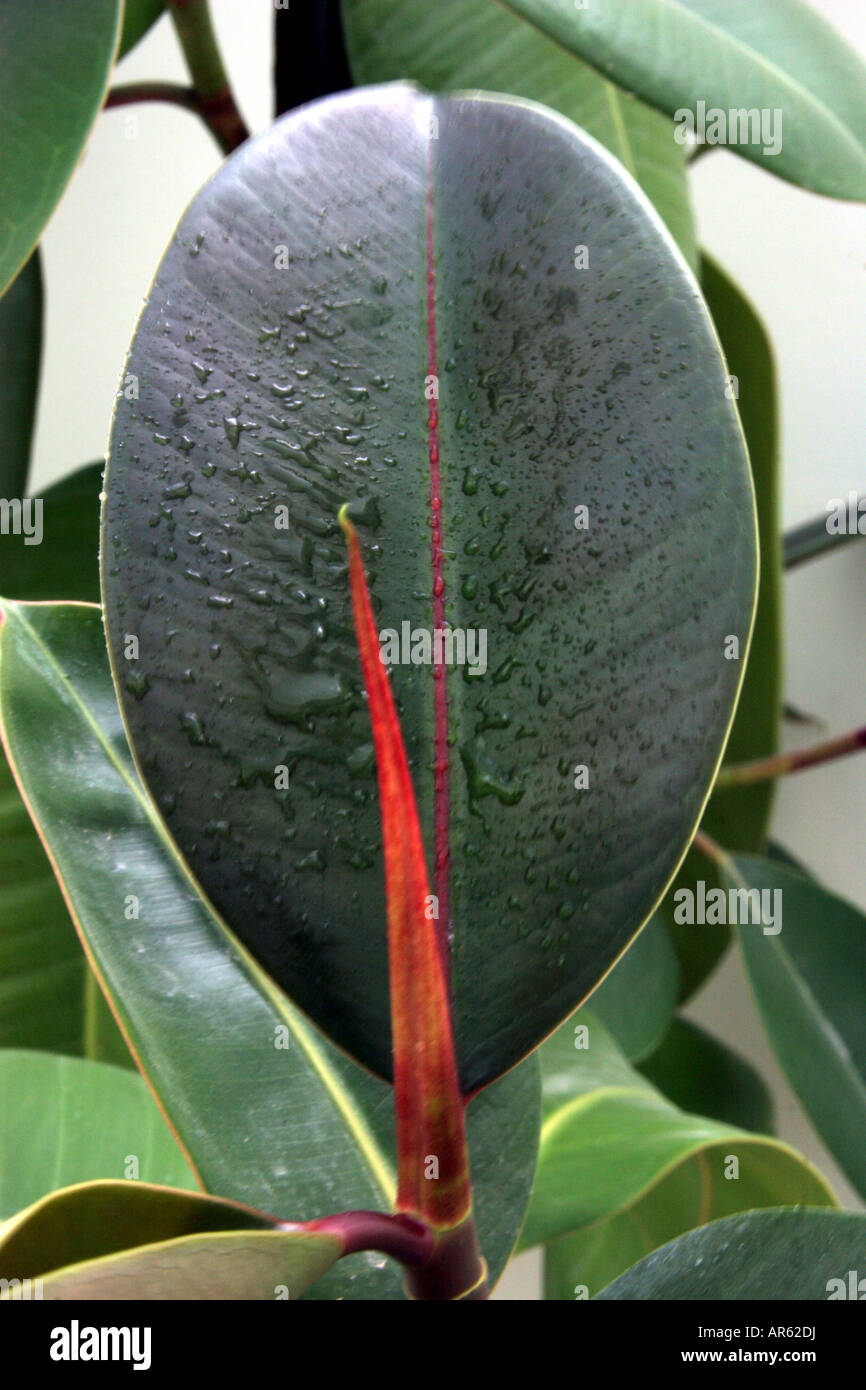 rubber plant leaf Stock Photo