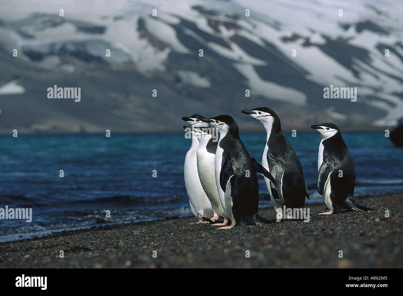 Z?gelpinguine, Antarktis Stock Photo