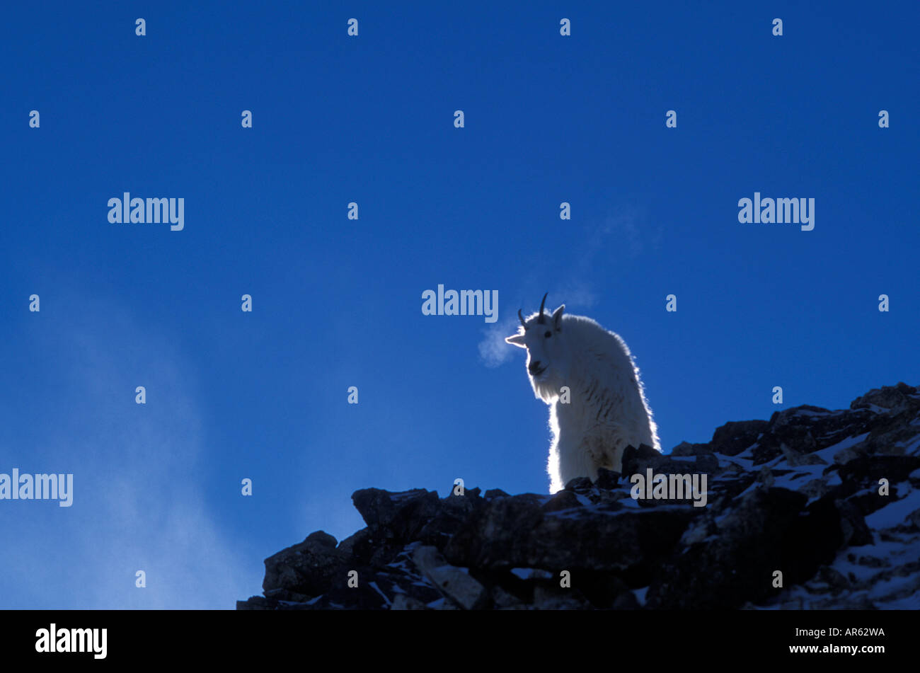 Mountain goat standing on snow hi-res stock photography and images - Alamy