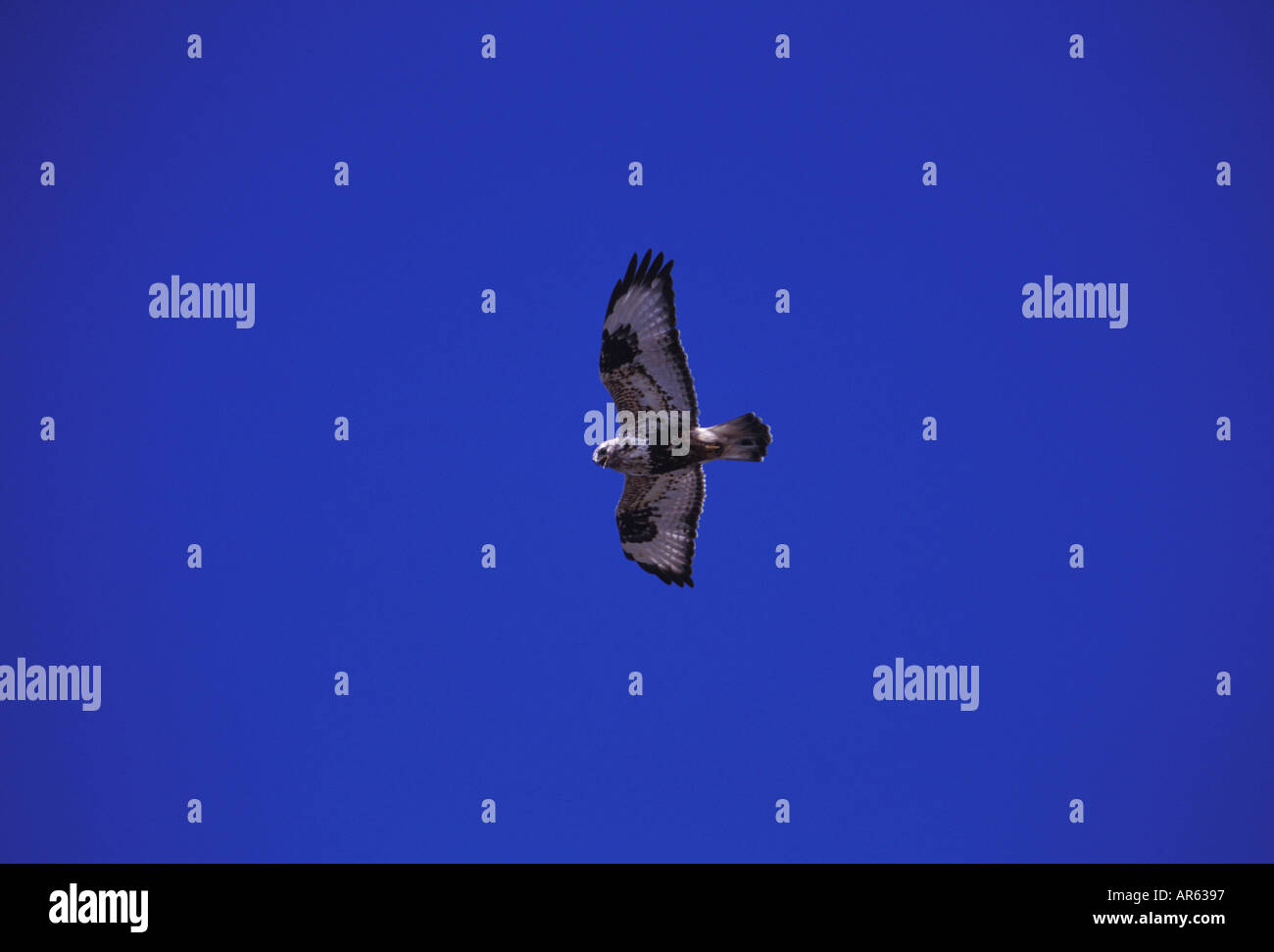 Rough legged Hawk Buteo lagopus Polar aor arctic Prey bird Uncommon ...