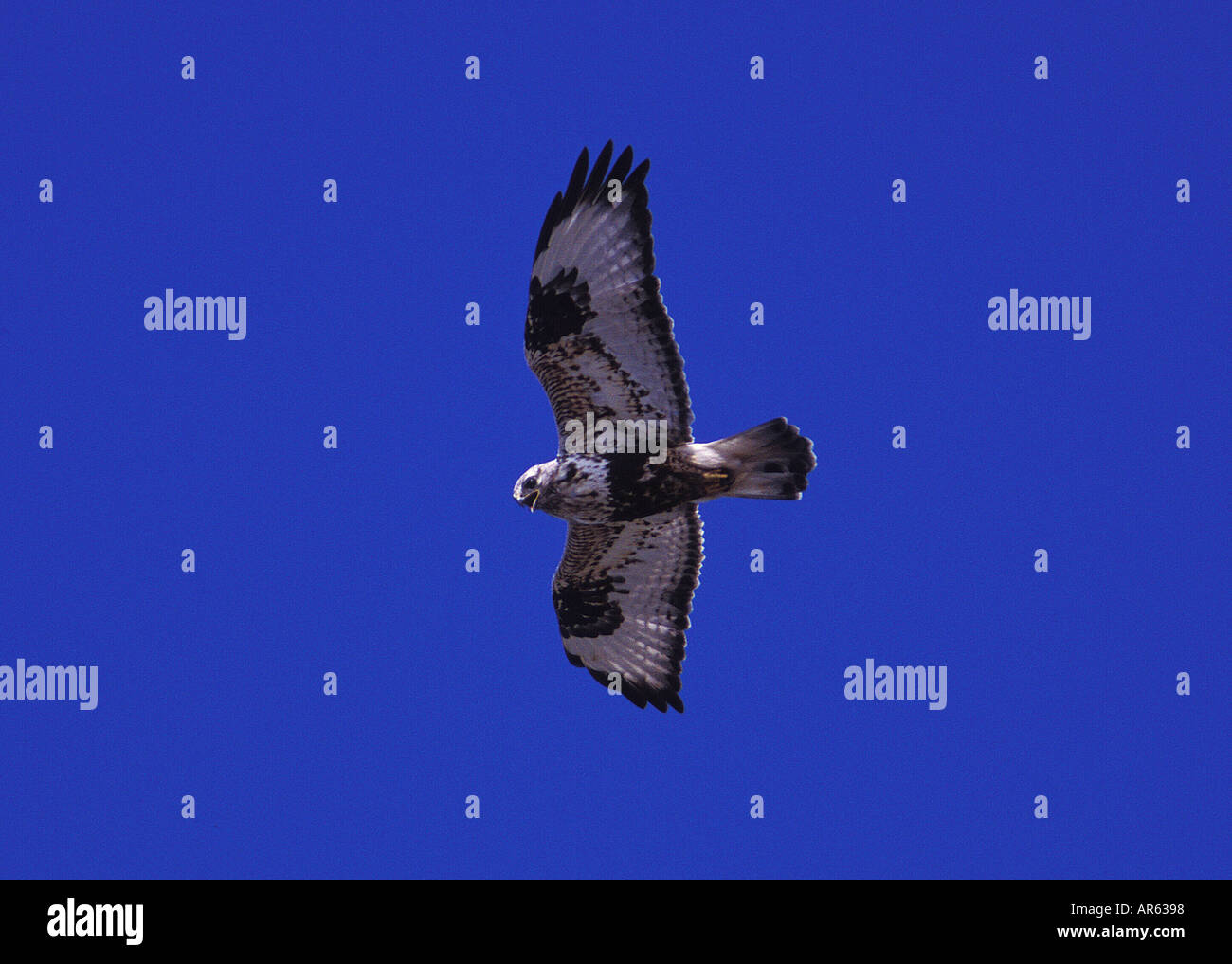 Rough legged Hawk Buteo lagopus Polar aor arctic Prey bird Uncommon ...