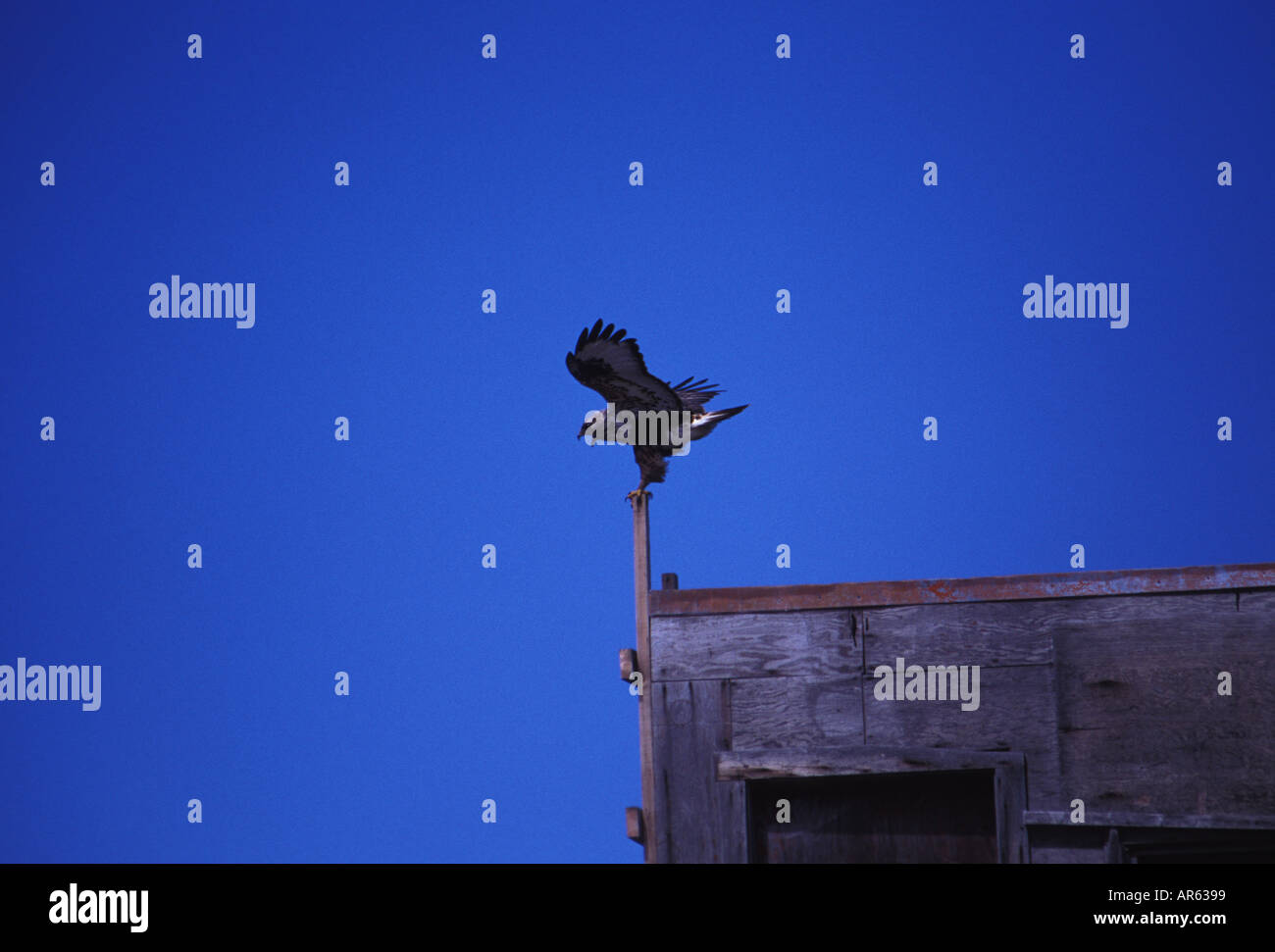 Rough legged Hawk Buteo lagopus Polar aor arctic Prey bird Uncommon ...