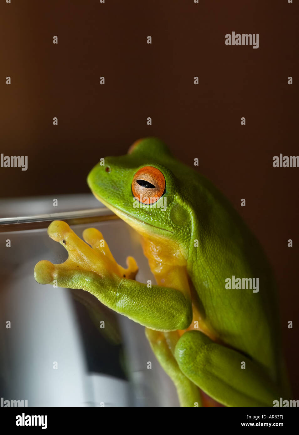 a green tree frog sits on a glass Stock Photo