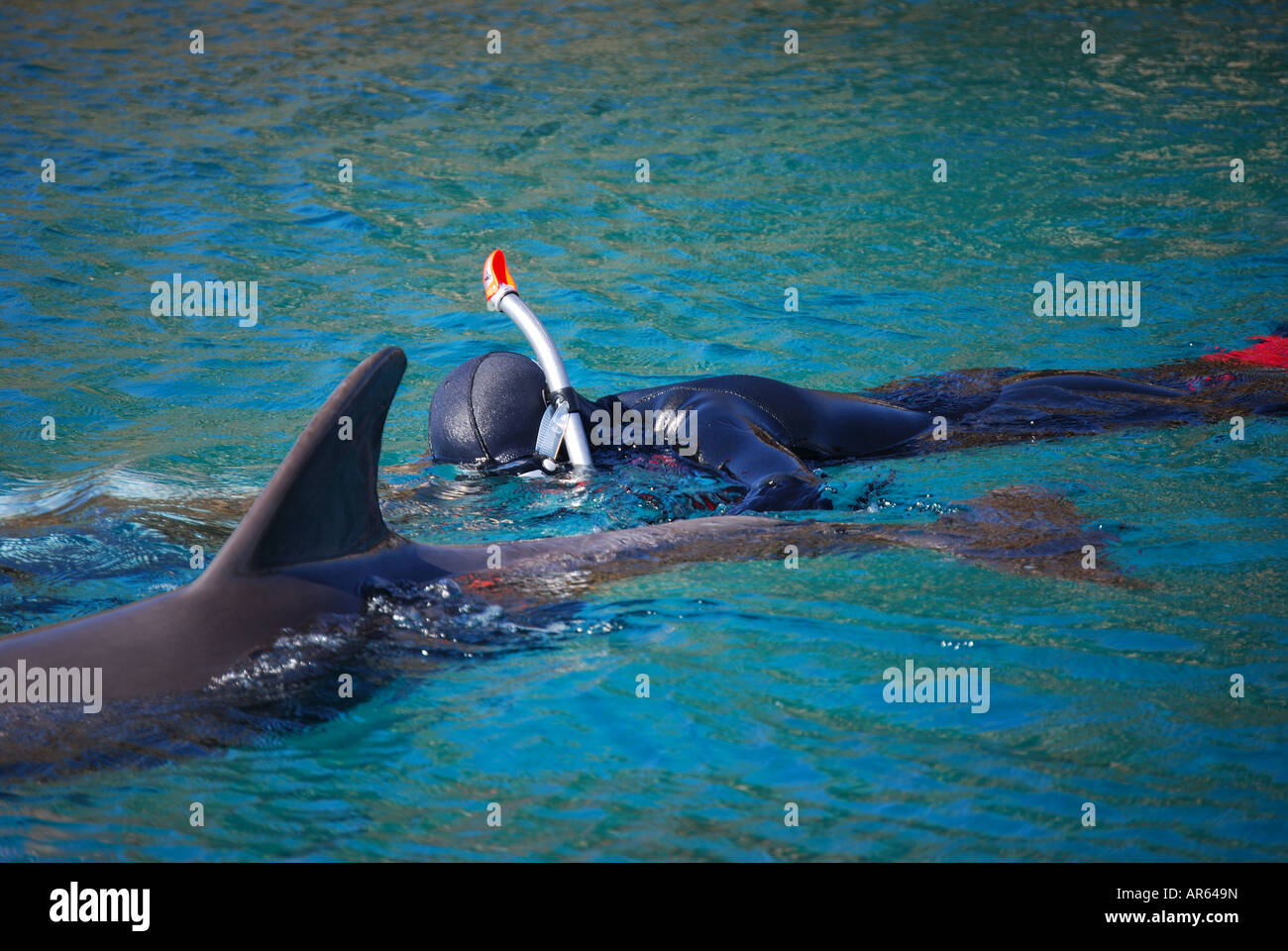 Swimming with dolphins, Dolphin Reef, Eilat, South District, Israel Stock  Photo - Alamy