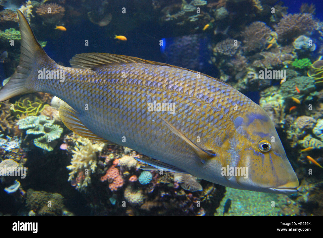 Coral World Underwater Observatory and Aquarium, Eilat, South District