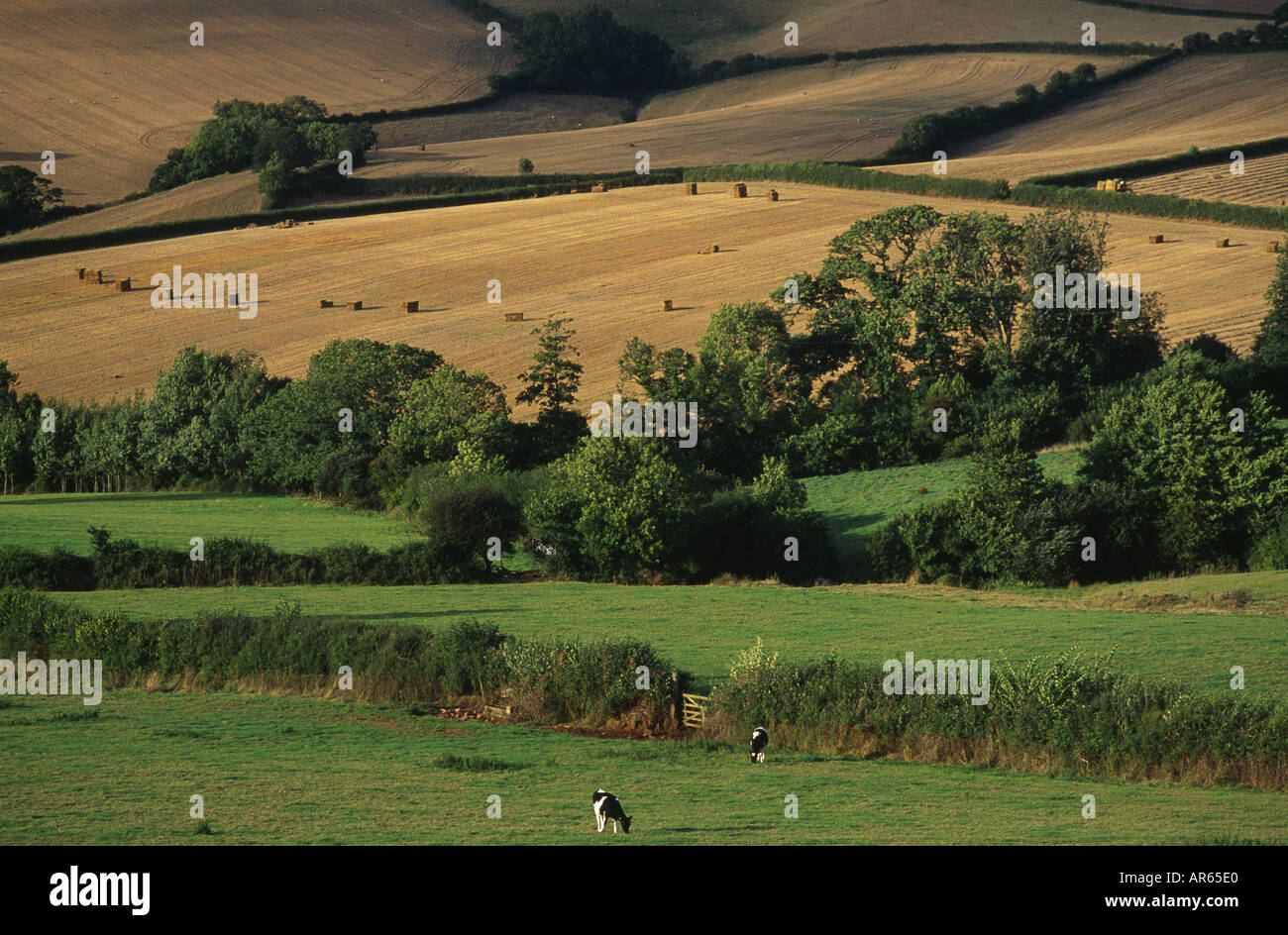 A mixture of arable and grazing farmland near Totnes Devon Stock Photo