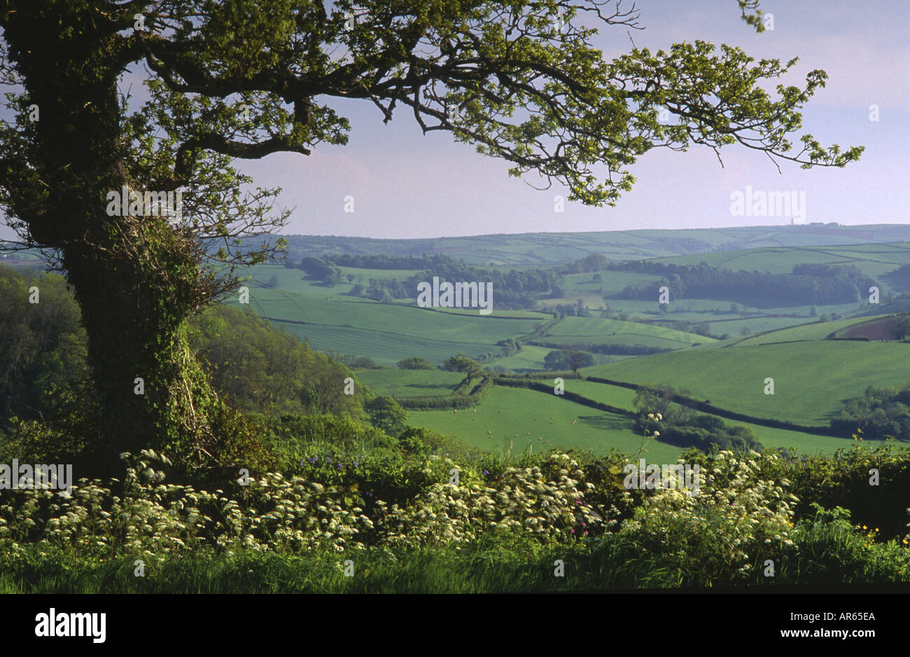 Rolling green fields near Totnes Devon Stock Photo Alamy