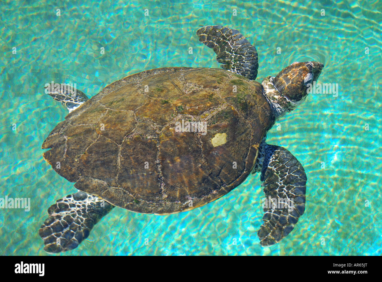 Green Turtle in pool, Coral World Underwater Observatory and Aquarium, Eilat, South District, Israel Stock Photo