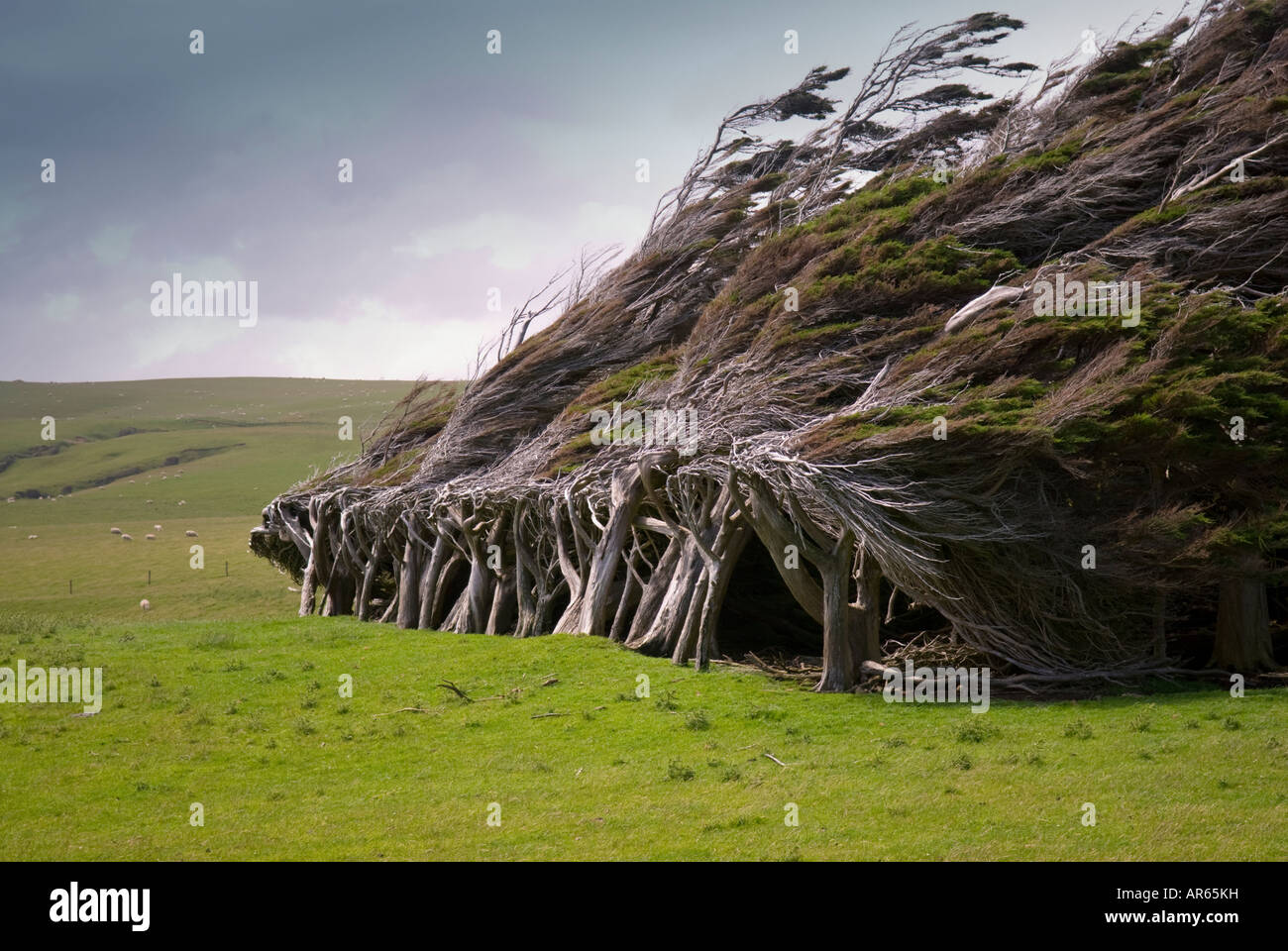 Windswept coastal trees at Slope Point in New Zealands Catlins region Stock Photo