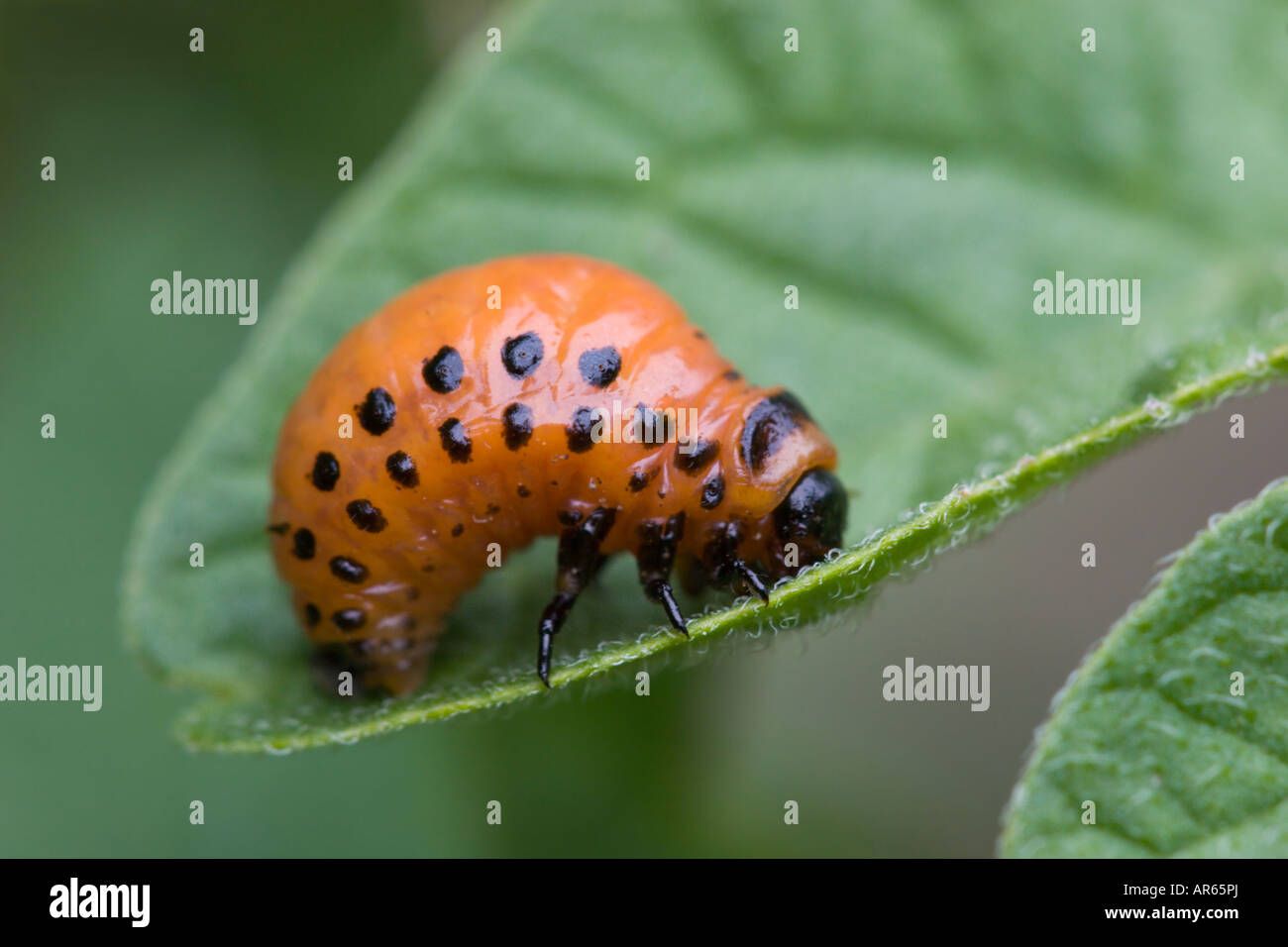 close up of potato beetle grub insect Stock Photo