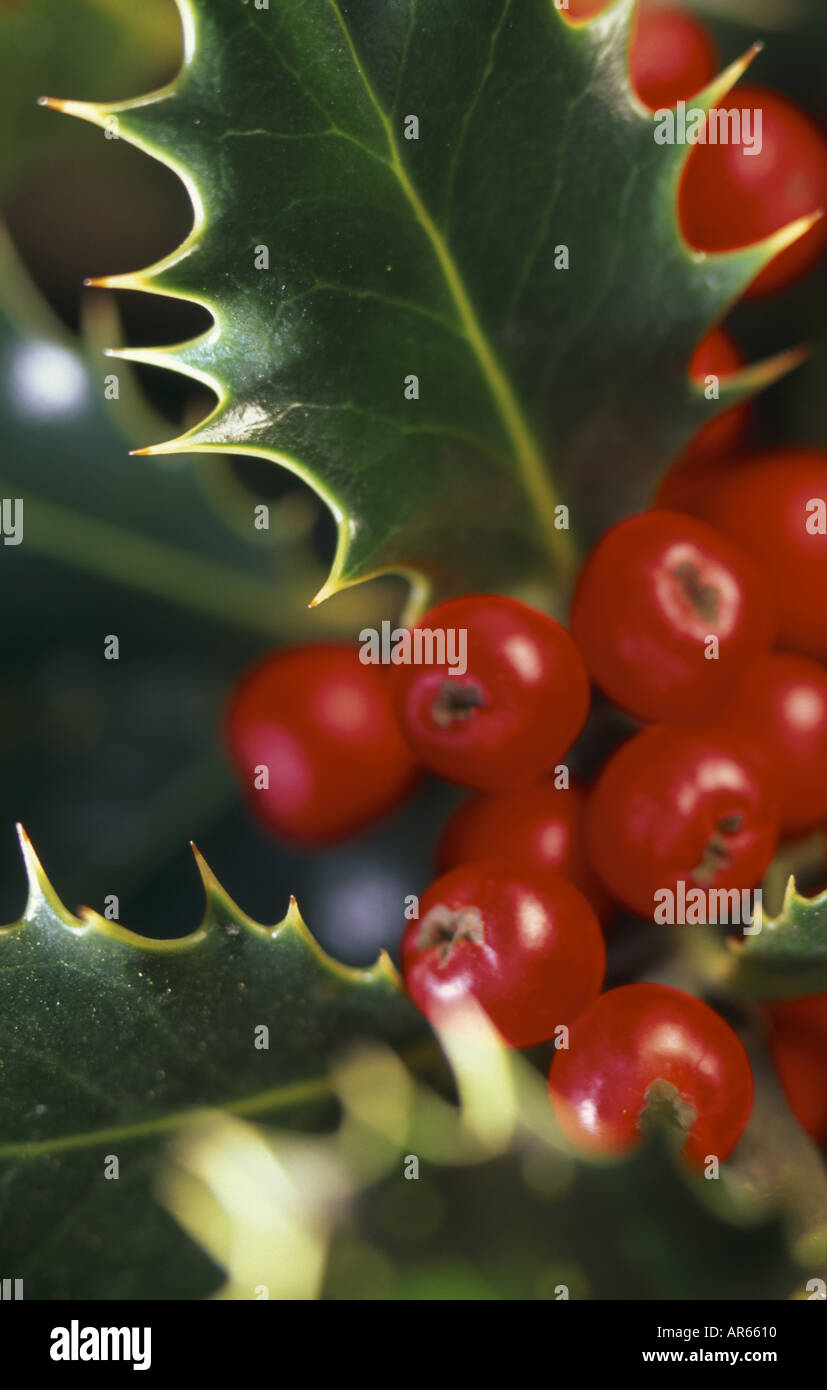Holly pics hi-res stock photography and images - Alamy