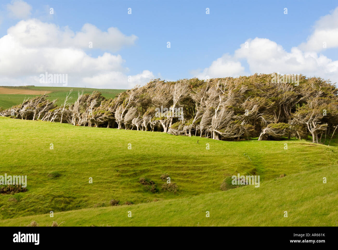 Windswept coastal trees at Slope Point in New Zealands Catlins region Stock Photo