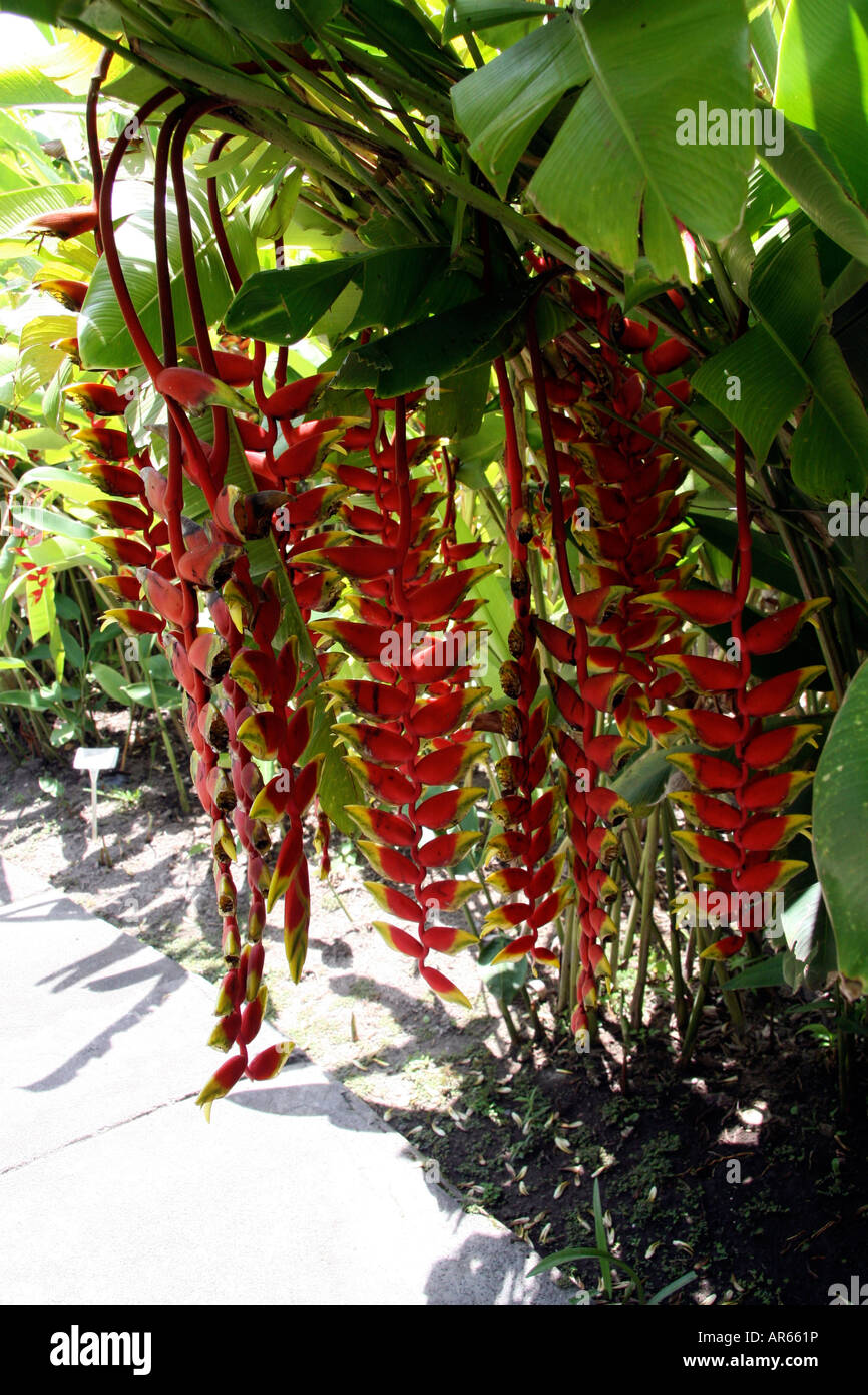 Clusters of heliconia flowers Stock Photo