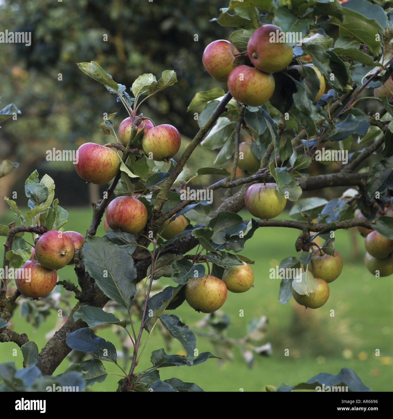 A branch of an apple tree in the Orchard at Hardwick Hall in Derbyshire covered with the Lord Lambourne variety of apple Stock Photo