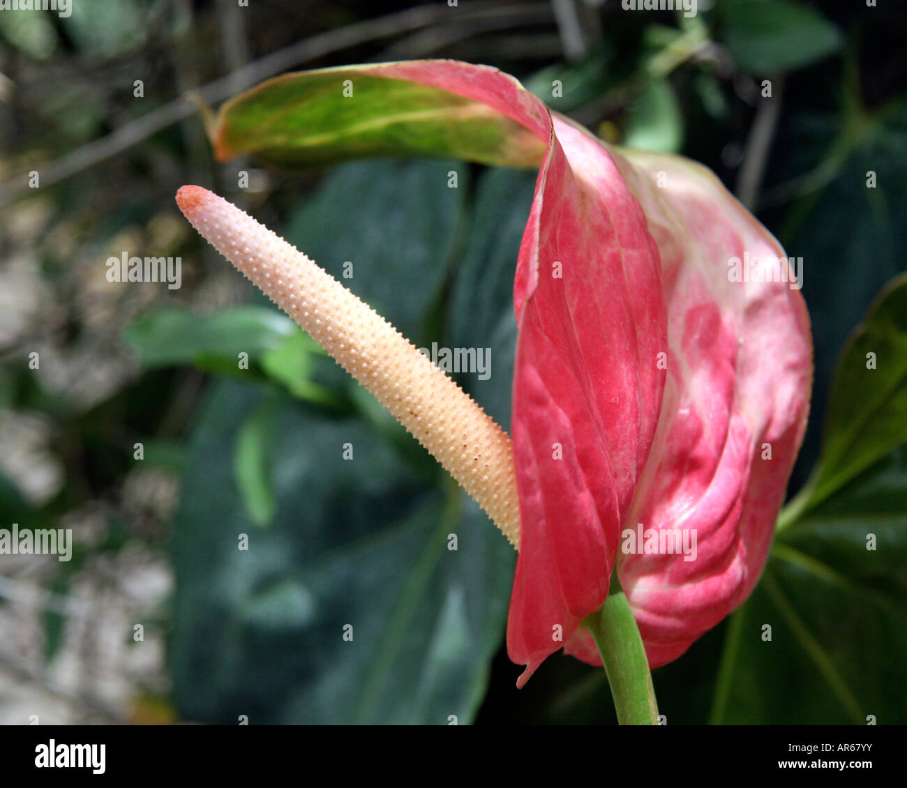 Anthurium andraenum growing wild in Bali Stock Photo - Alamy