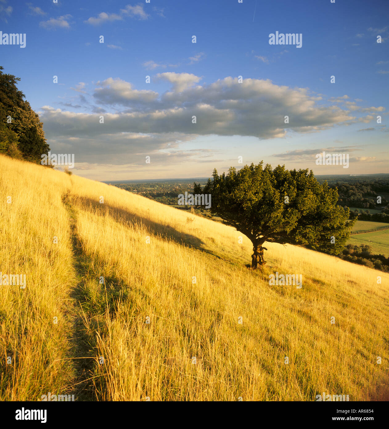 Box Hill Surrey Stock Photo Alamy