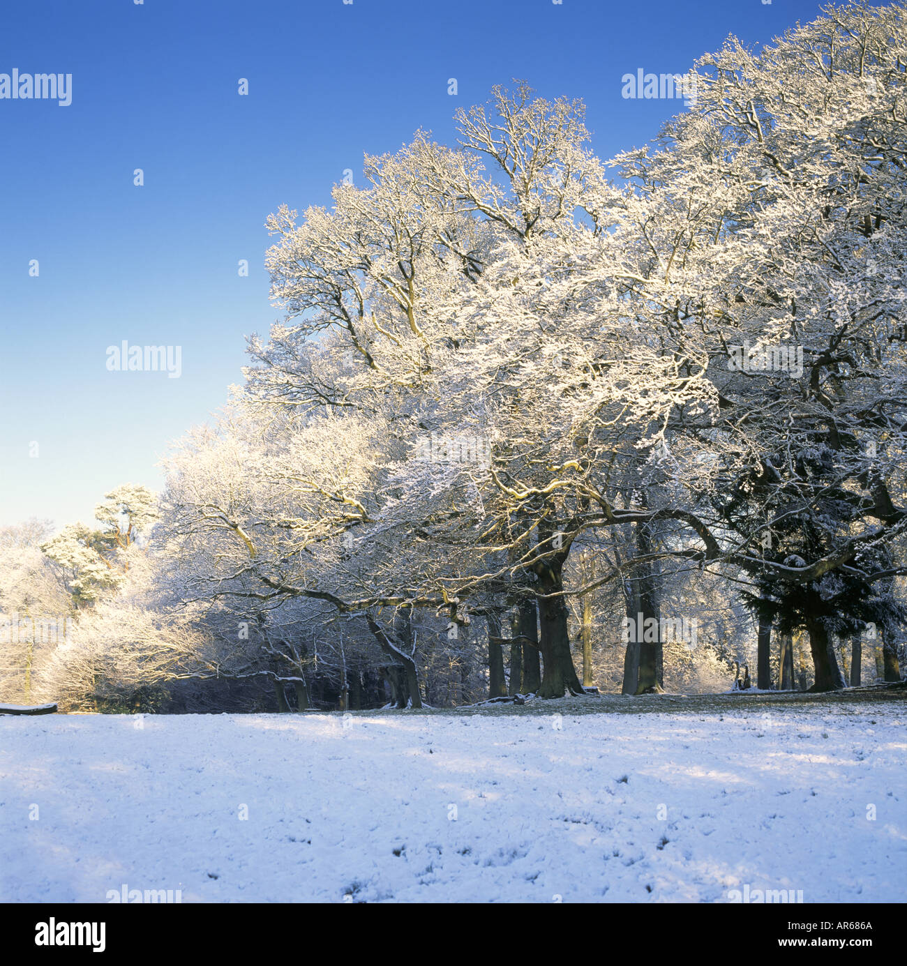 Box Hill Surrey Stock Photo Alamy