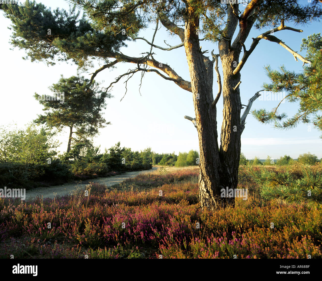 Promonient Tree Prominent pine tree hi-res stock photography and images - Alamy