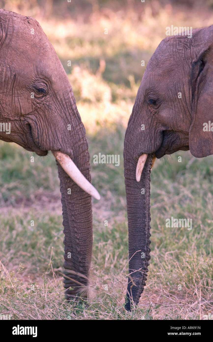 Two elephants facing each other in symetry Stock Photo Alamy