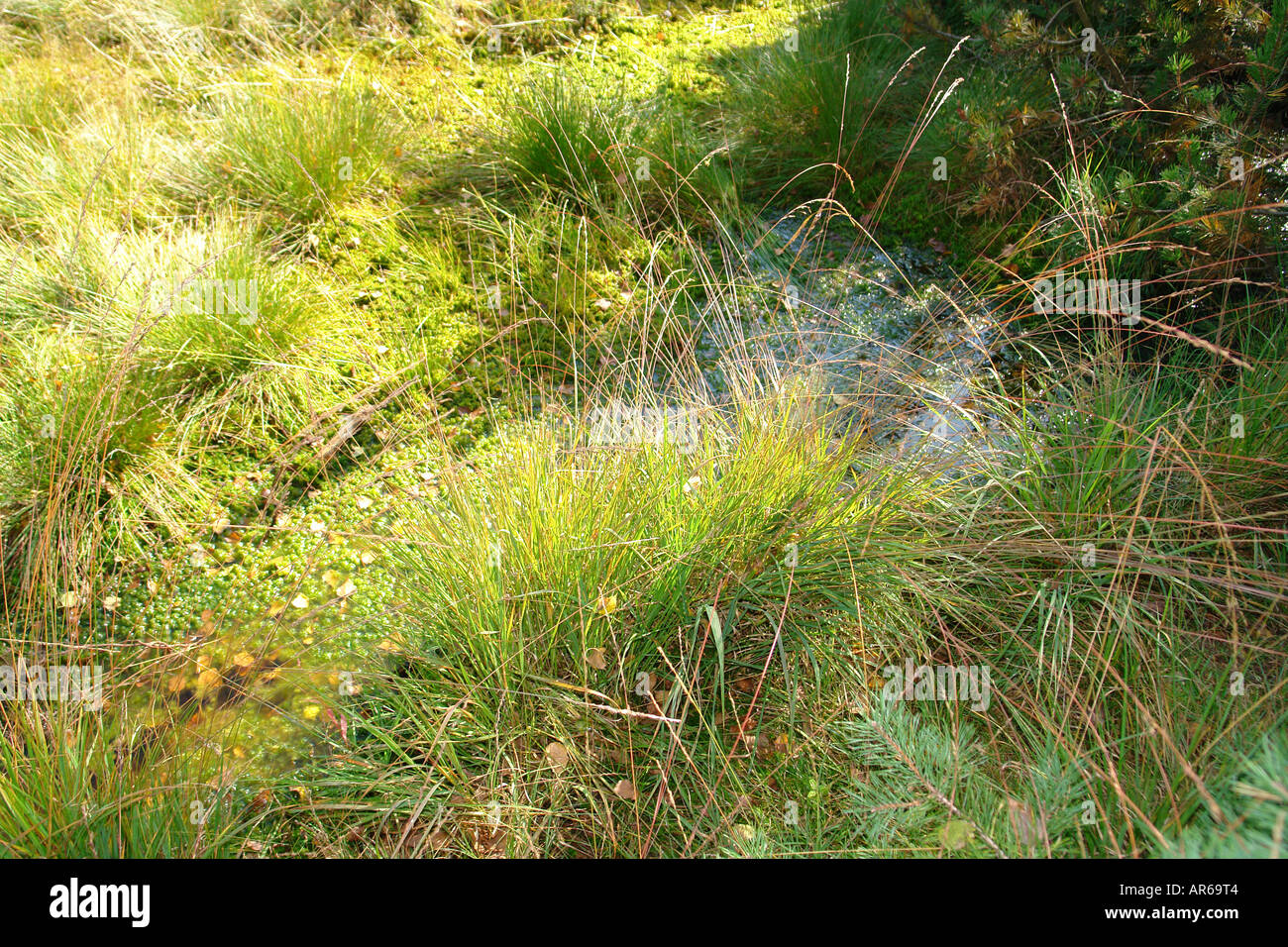 Marshland Moorland Stock Photo