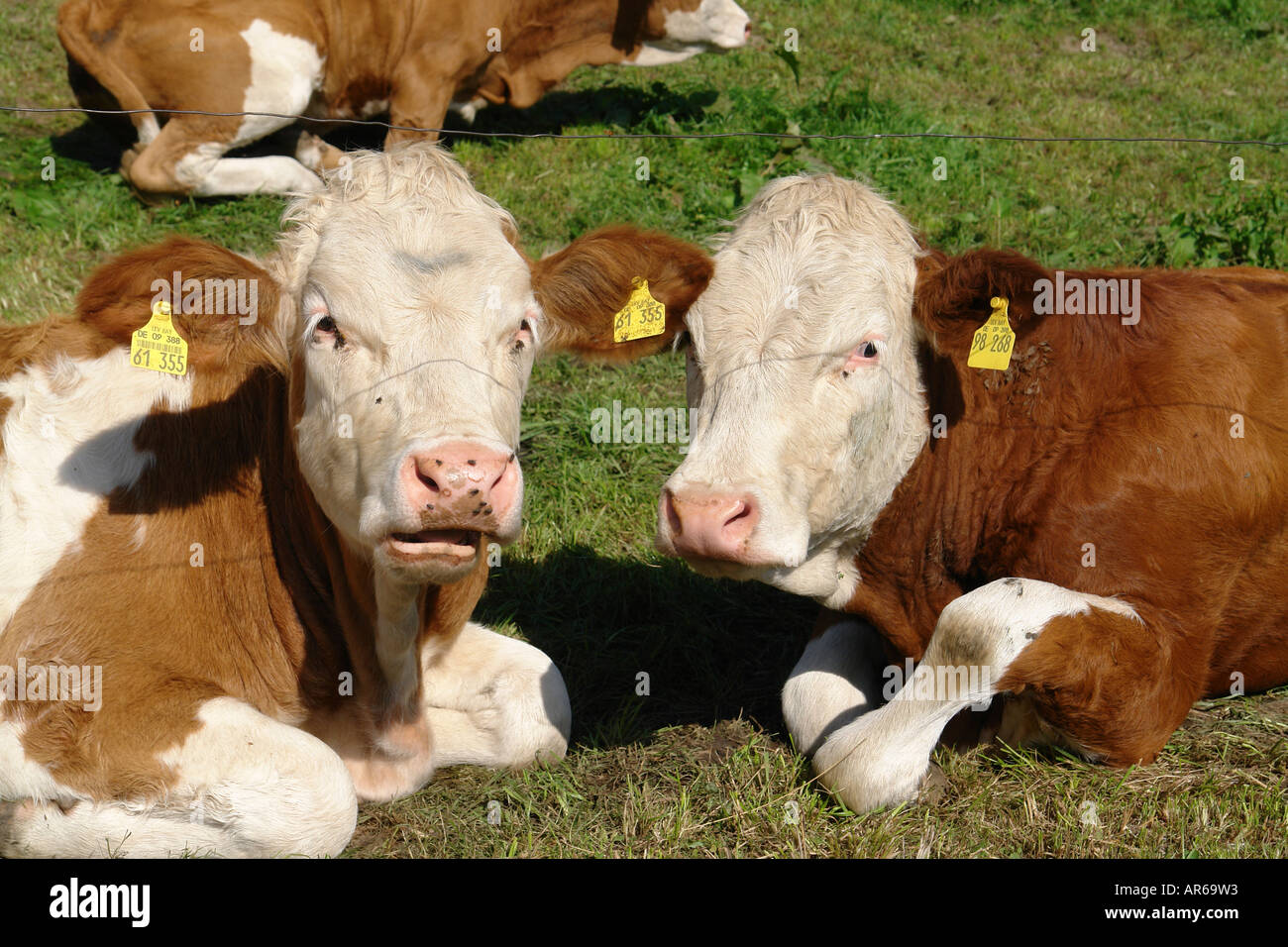 Cattle with Bar code or Bar-code on ear Stock Photo - Alamy