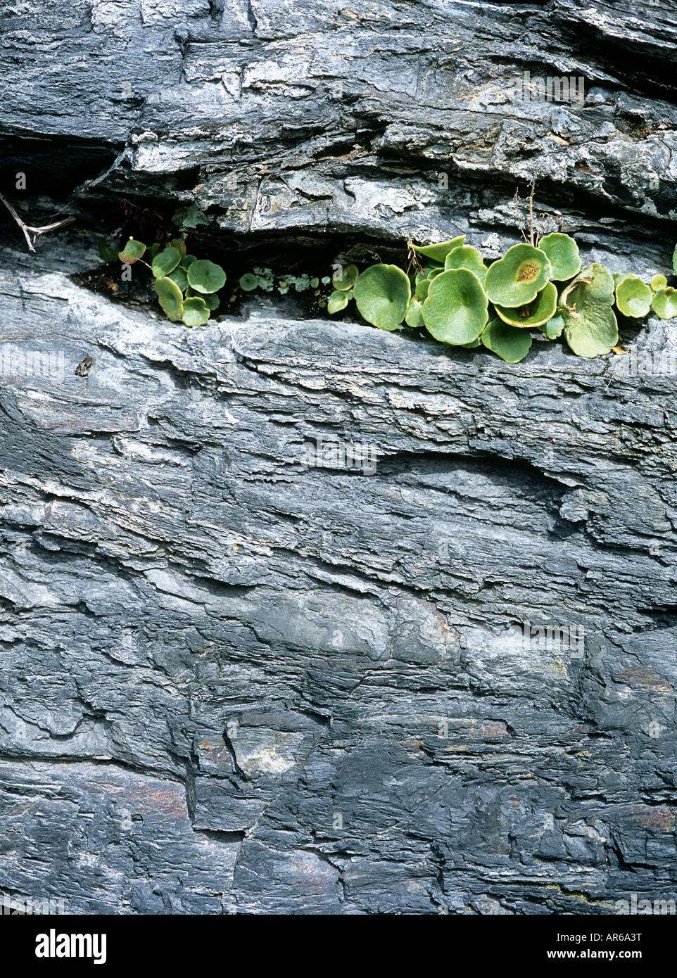 Igneous granite texture hi-res stock photography and images - Alamy