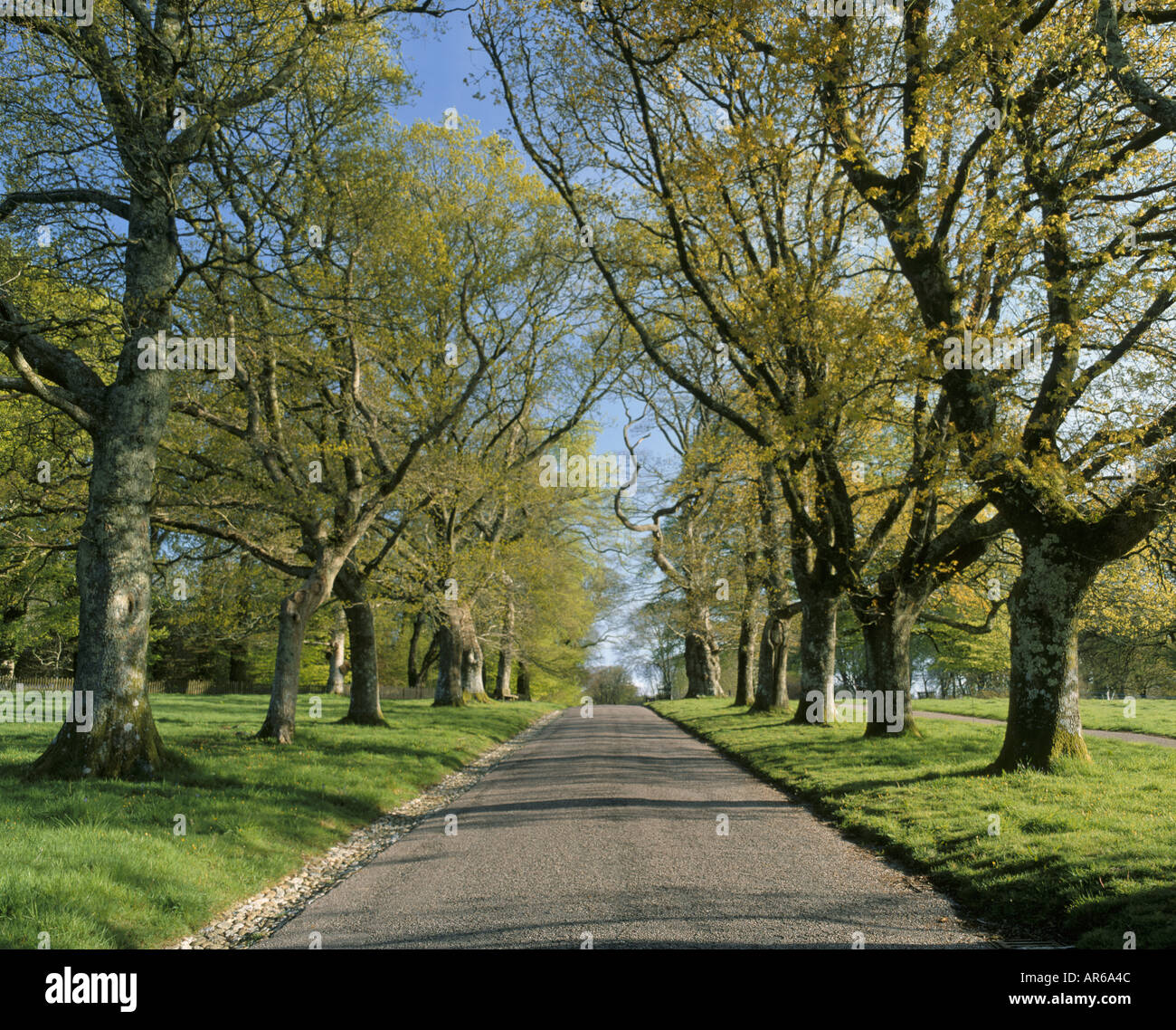 Showing trees either side hi-res stock photography and images - Alamy