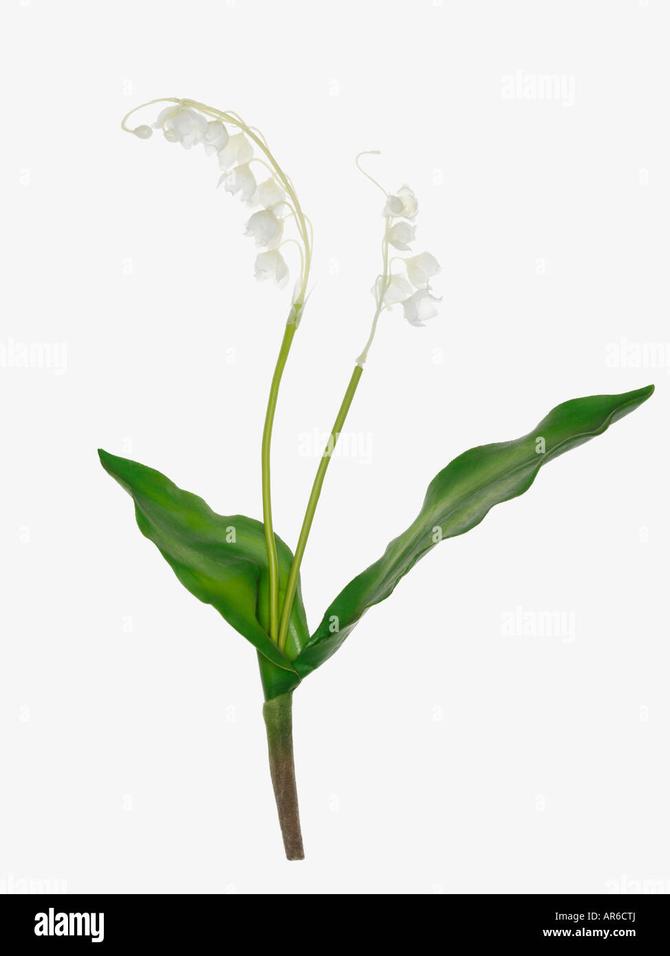 Lily of the valley Stock Photo
