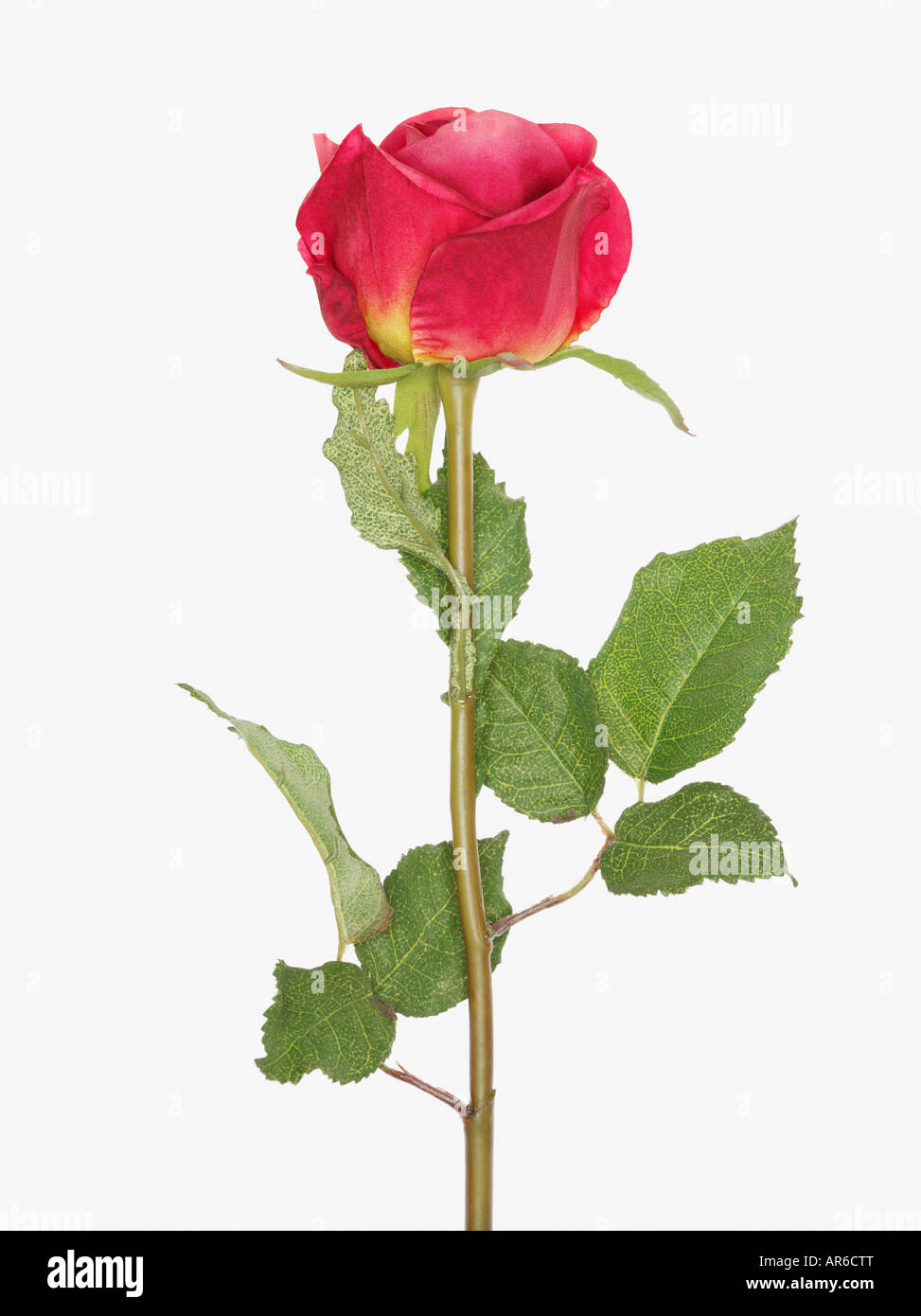 Artificial rose Stock Photo