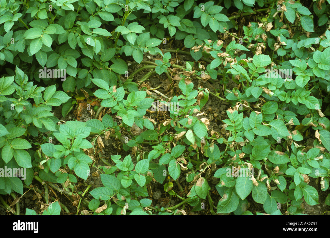 Potato late blight Phytophthora infestans infection in potato crop Stock Photo