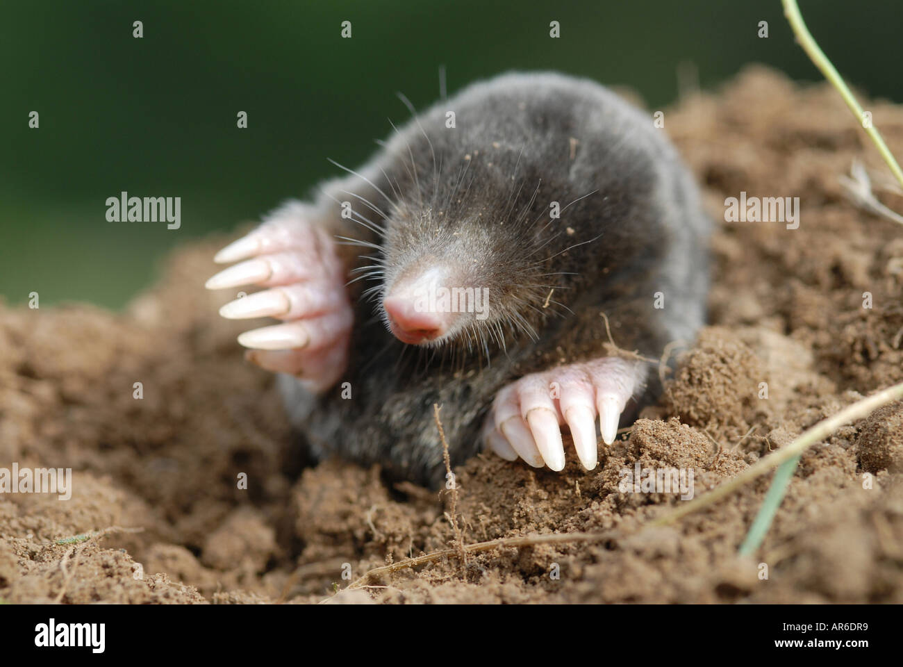 MOLE Common Mole Talpa europaea Stock Photo