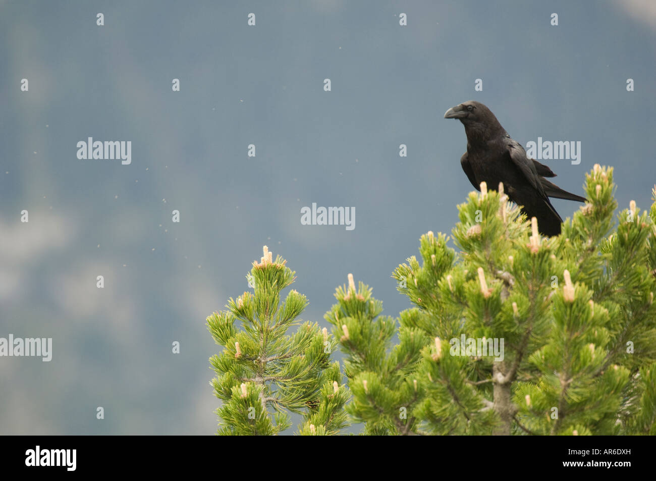 Raven (Corvus corax) landing on a black pine (Pinu uncinata), Ordesa National Park, Spain Stock Photo