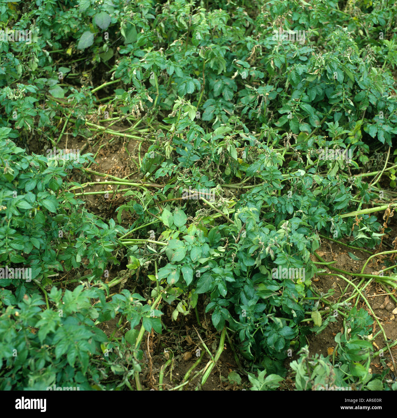 Potato late blight Phytophthora infestans infection focus in potato crop Stock Photo