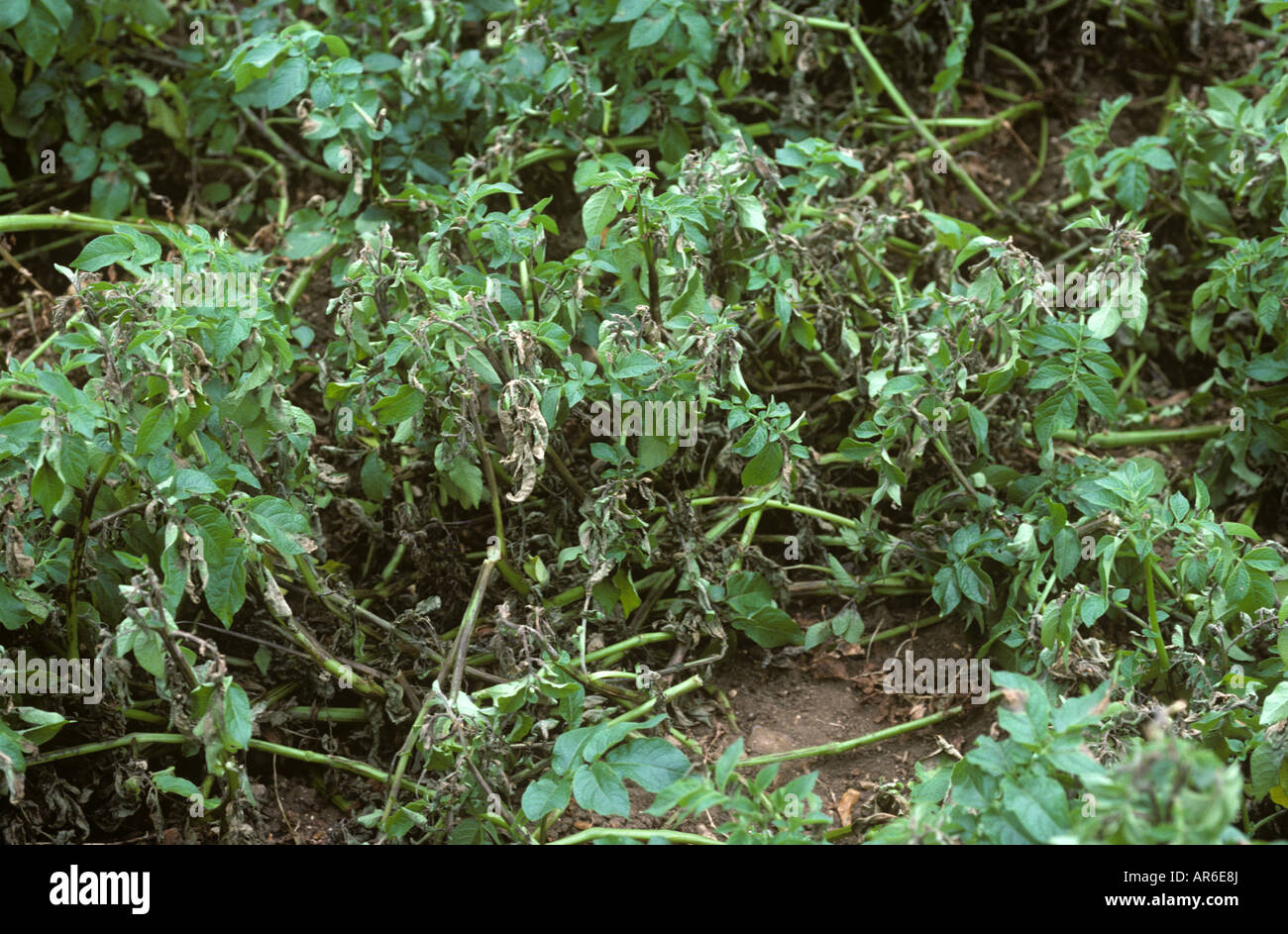 Potato late blight Phytophthora infestans disease infection in a potato crop Stock Photo