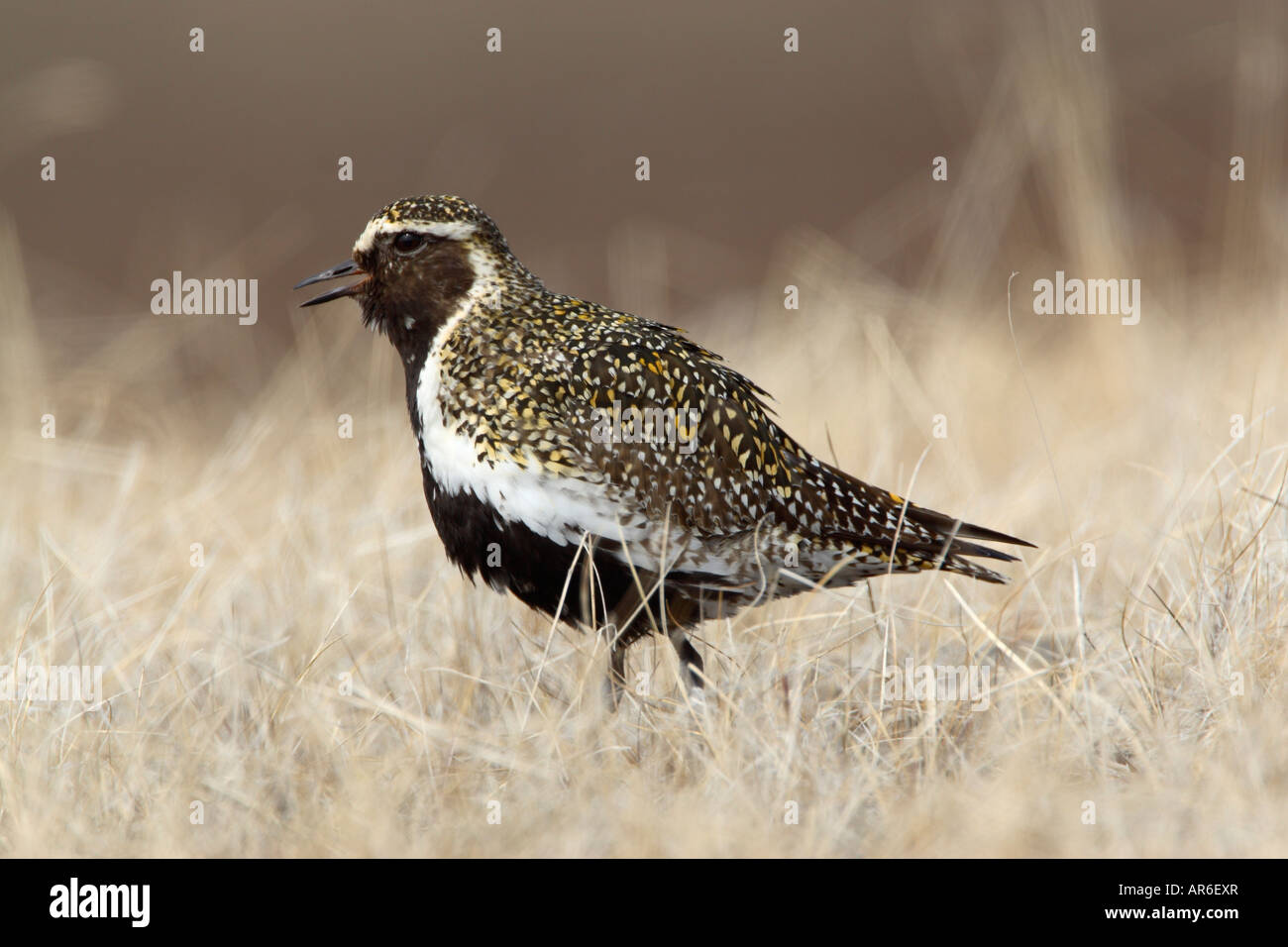 Golden plover Pluvialis apricaria standing among pale grass Stock Photo