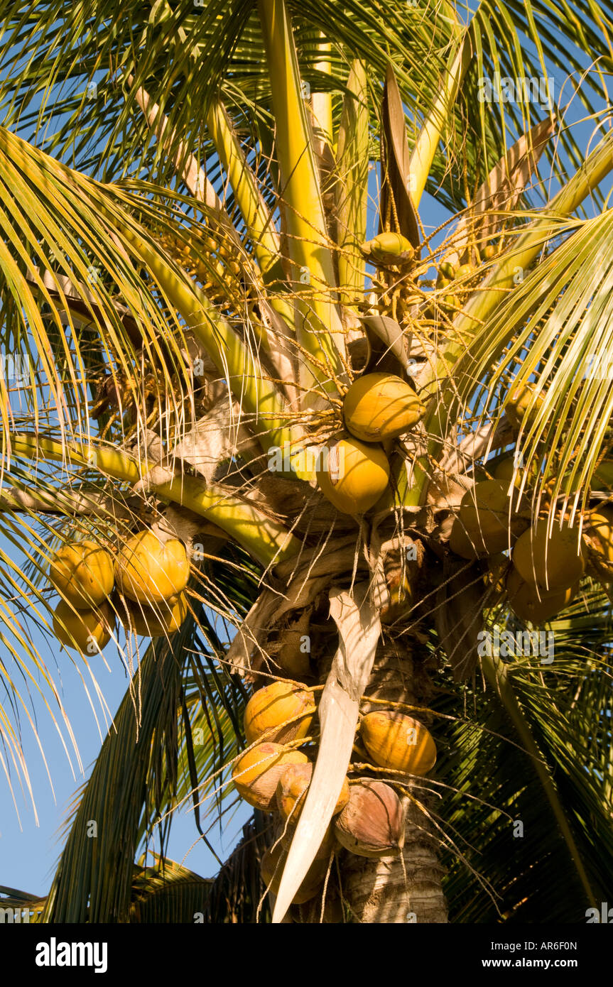 Mexico Nayarit Village of Sayulita near Puerto Vallarta on the Pacific Ocean detail of a cluster of coconuts in palm tree Stock Photo