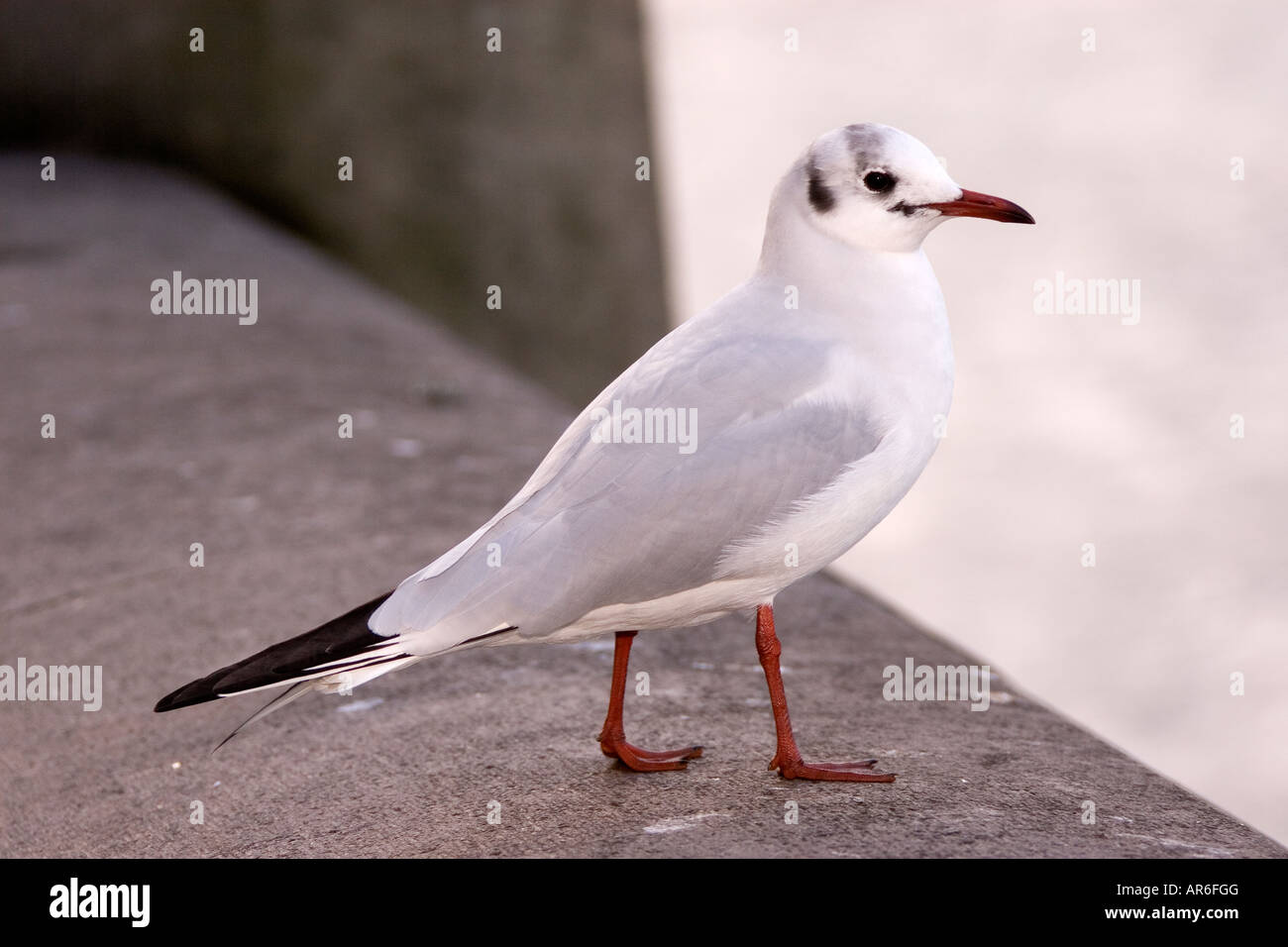 Black-headed Gull, Larus ridibundus Stock Photo - Alamy