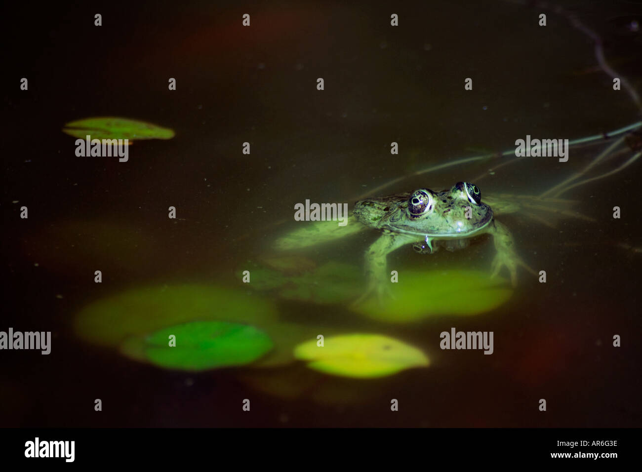 Water frog (Anura, Salientia, Amphibia) in water Stock Photo